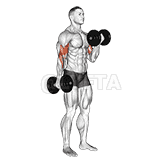 Alternate Biceps Curl demonstration