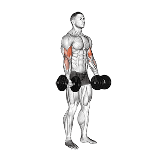 Dumbbell Biceps Curl demonstration