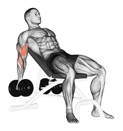 Dumbbell Incline Biceps Curl demonstration