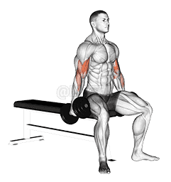 Dumbbell Seated Curl demonstration