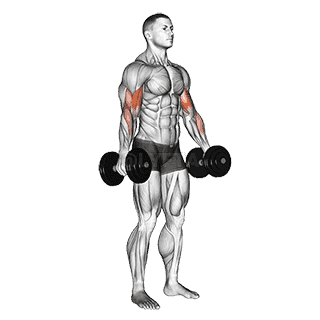 Standing Biceps Curl demonstration