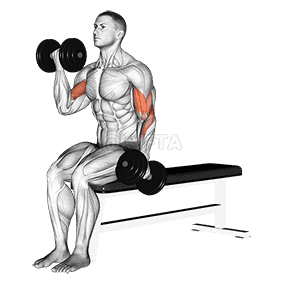 Alternate Biceps Curl demonstration