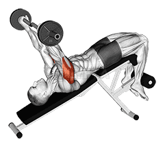 EZ Barbell Decline Triceps Extension demonstration