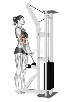 Cable Close Grip Curl demonstration