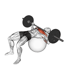 Barbell Chest Press on Stability Ball demonstration