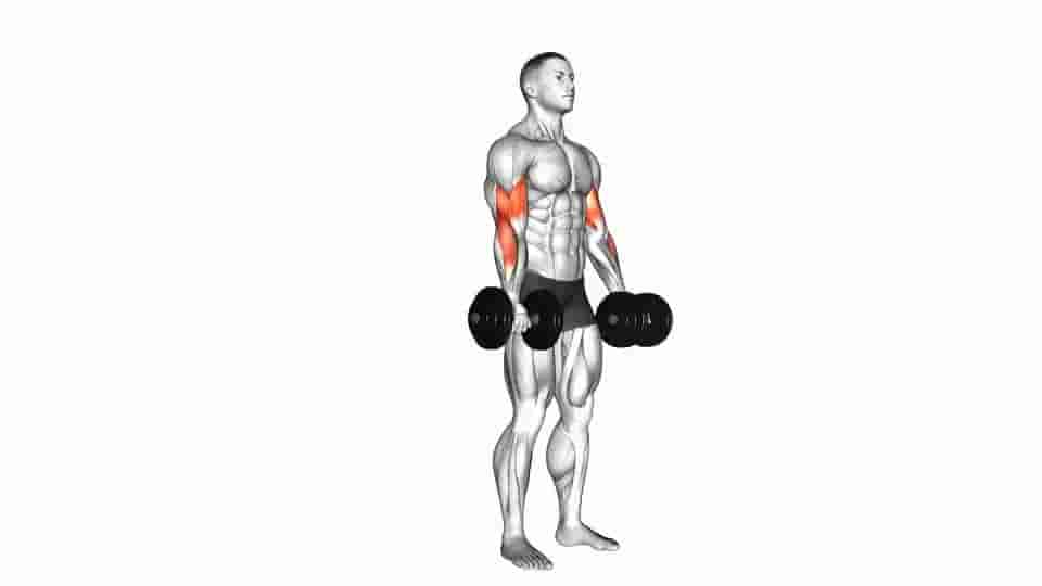 Thumbnail for the video of exercise: Biceps Curl